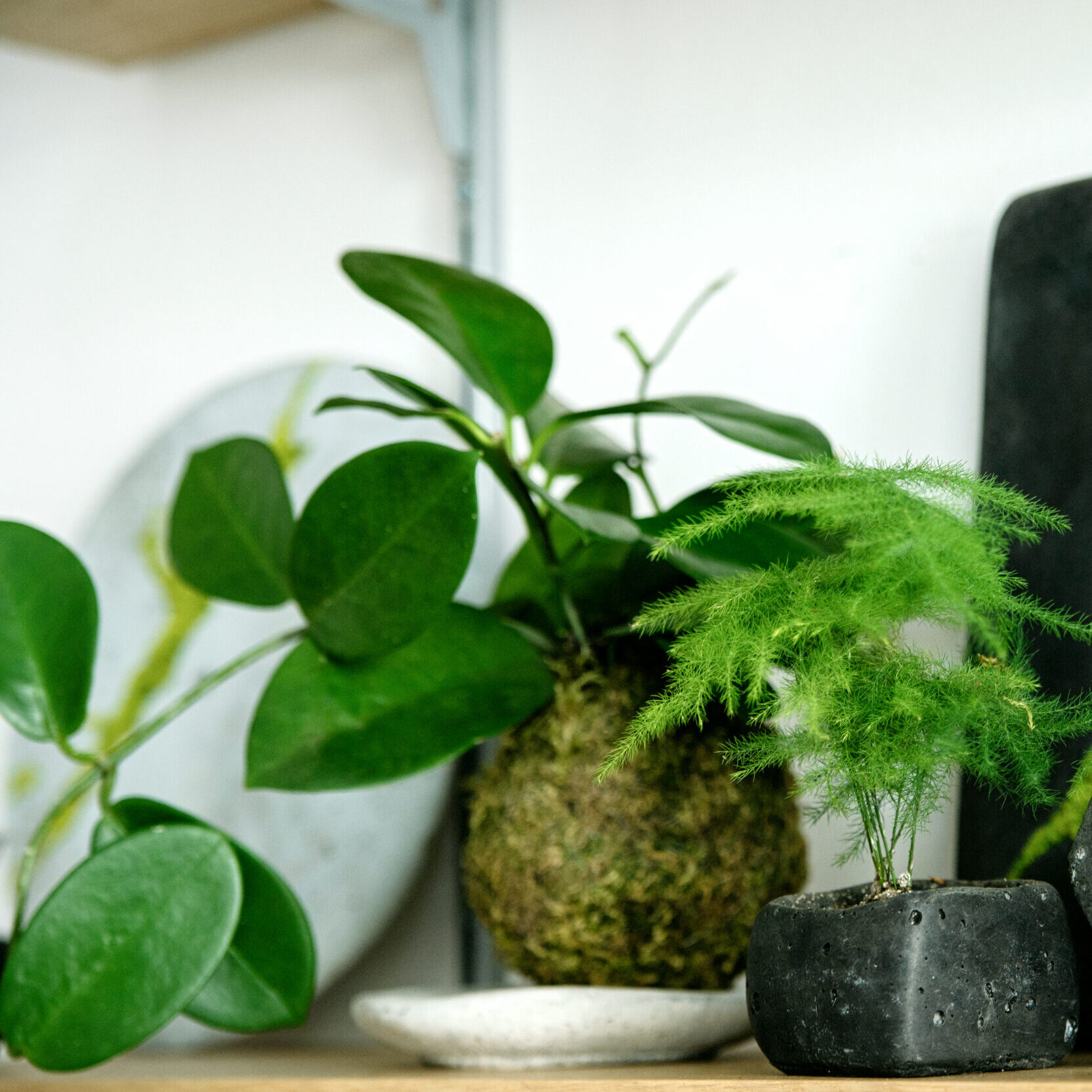 Warsztaty kokedamy dla dorosłych w Warszawie