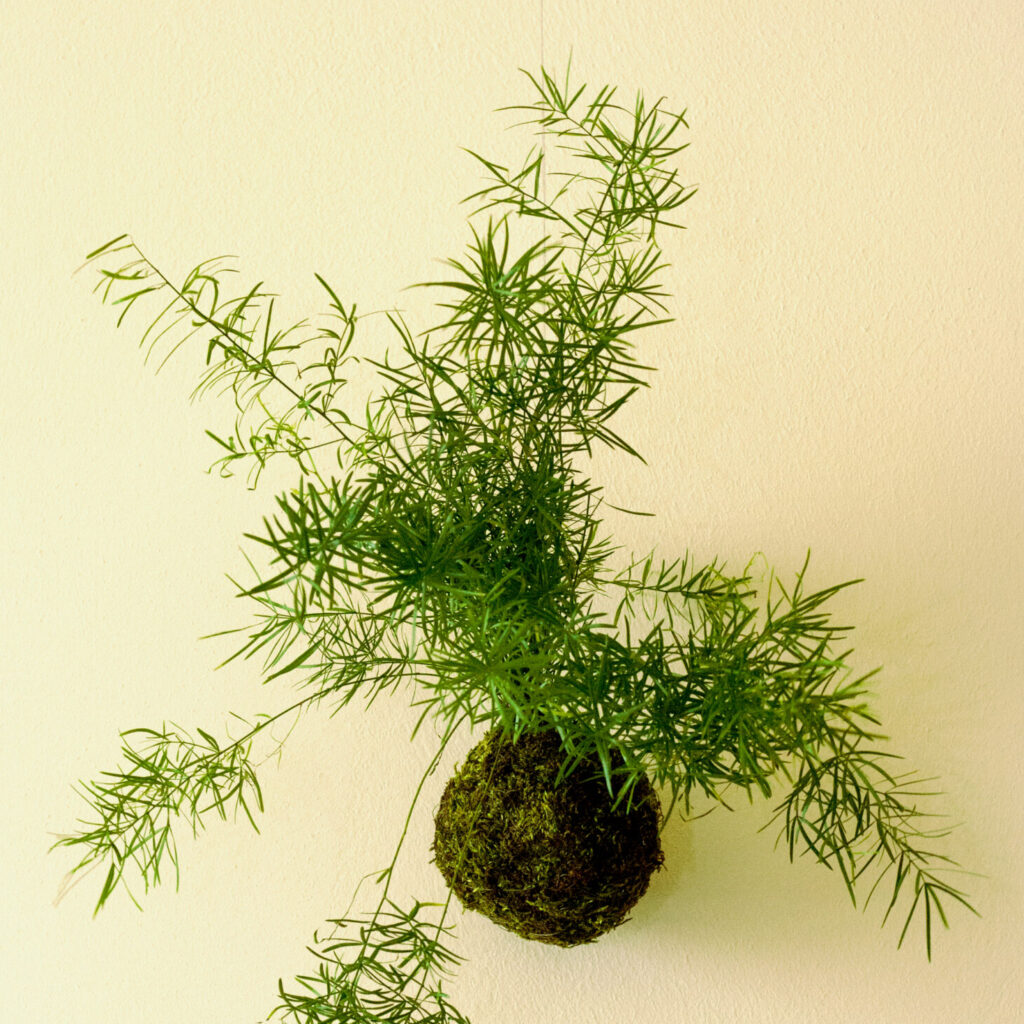 Wisząca kokedama z asparagusem - wiszące ogrody