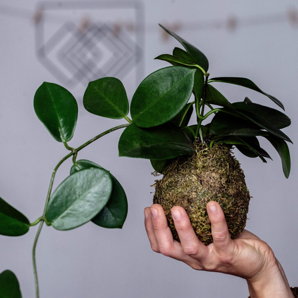 Kokedama - japońskie kompozycje roślinne jako prezent biznesowy