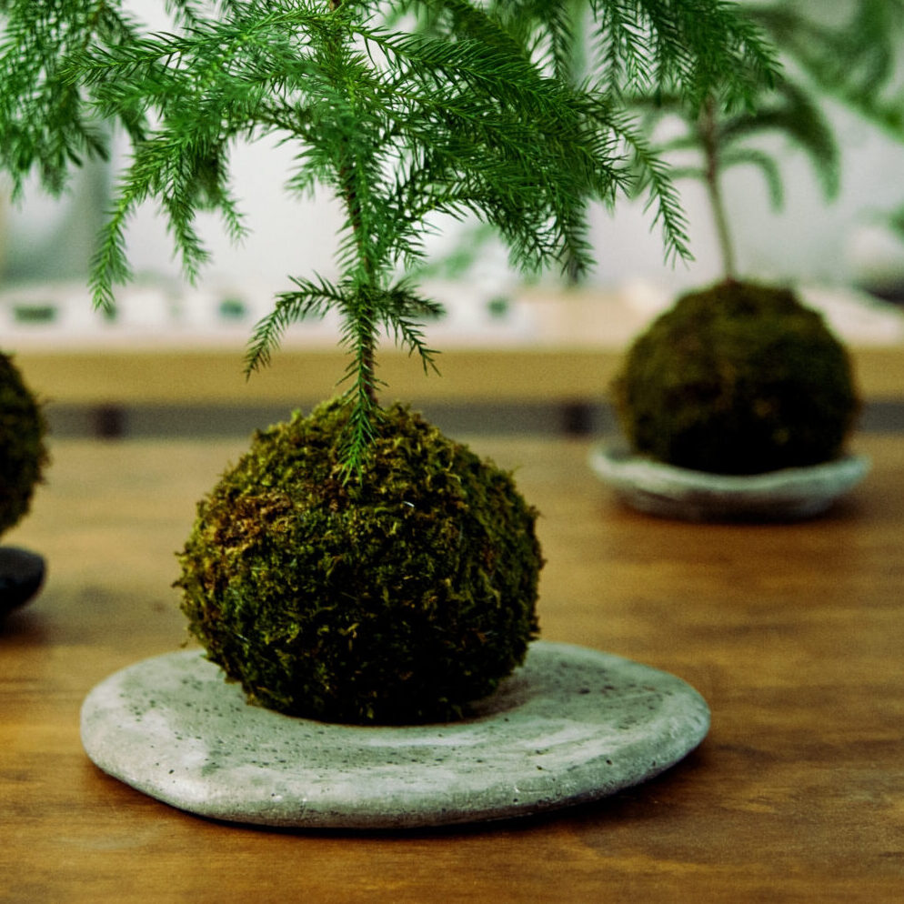 Sposoby ekspozycji kokedamy - ręcznie wykonane podstawki