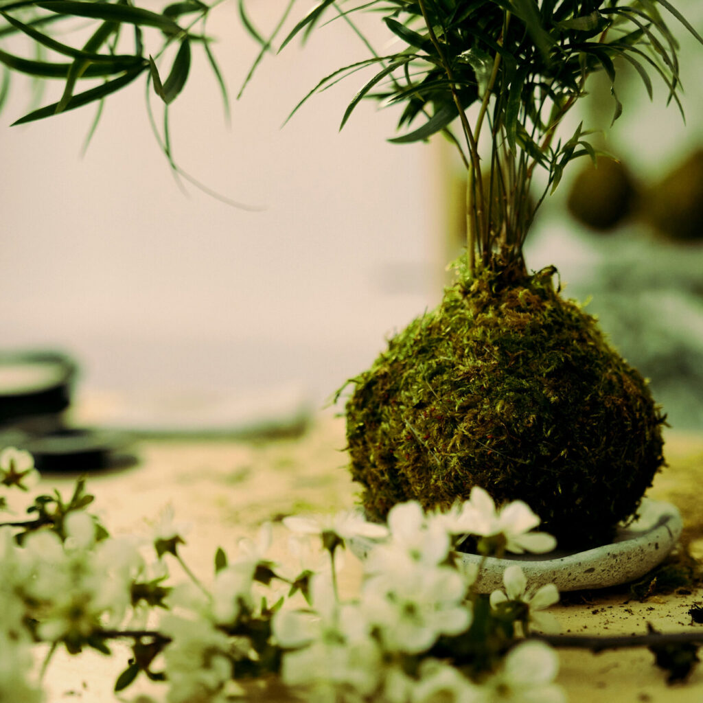 Japońska sztuka kokedama - wykoanana w pracowni w Warszawie