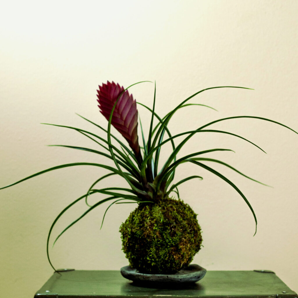 Kokedama na ręcznie zrobionej podstawce