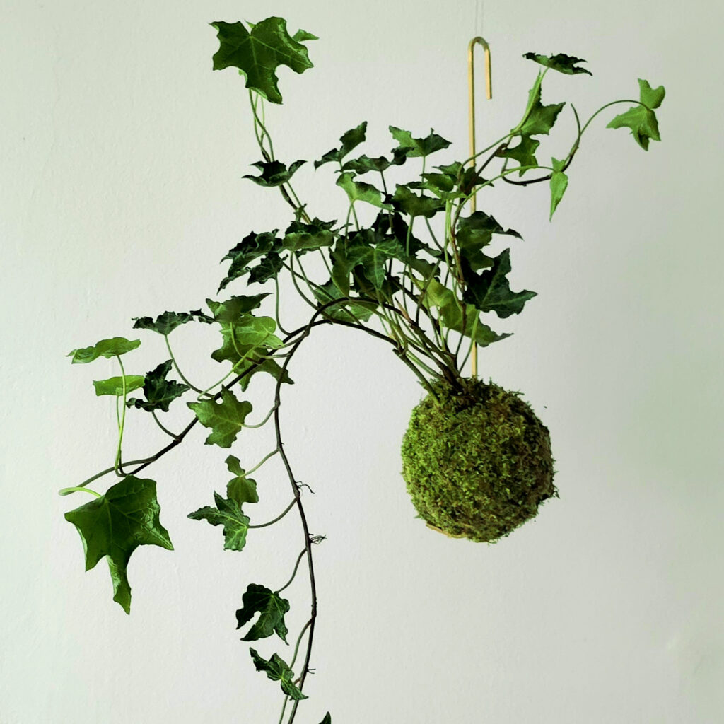 Kokedama ręcznie zrobiona w Warszawie