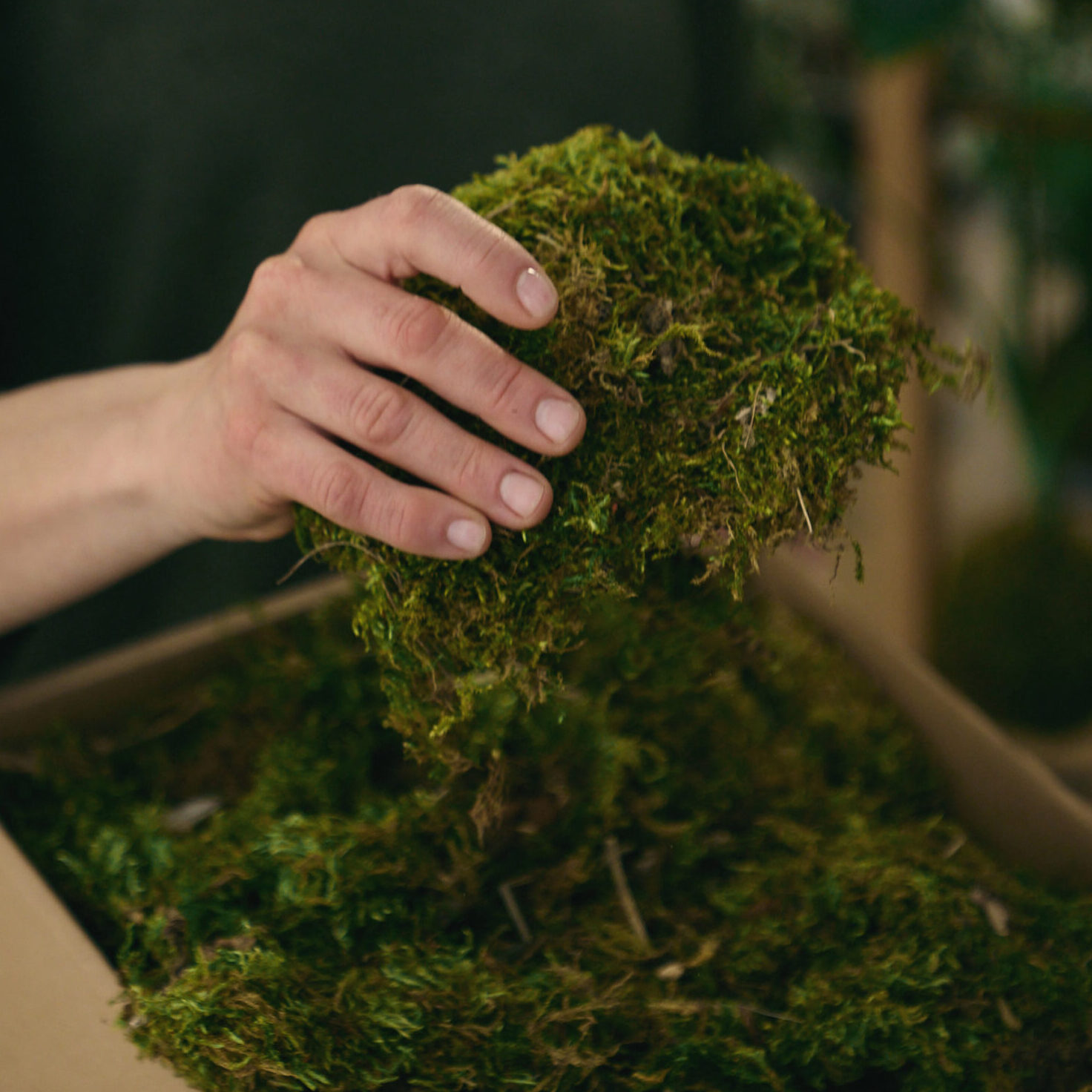 Kokedama - proces tworzenia