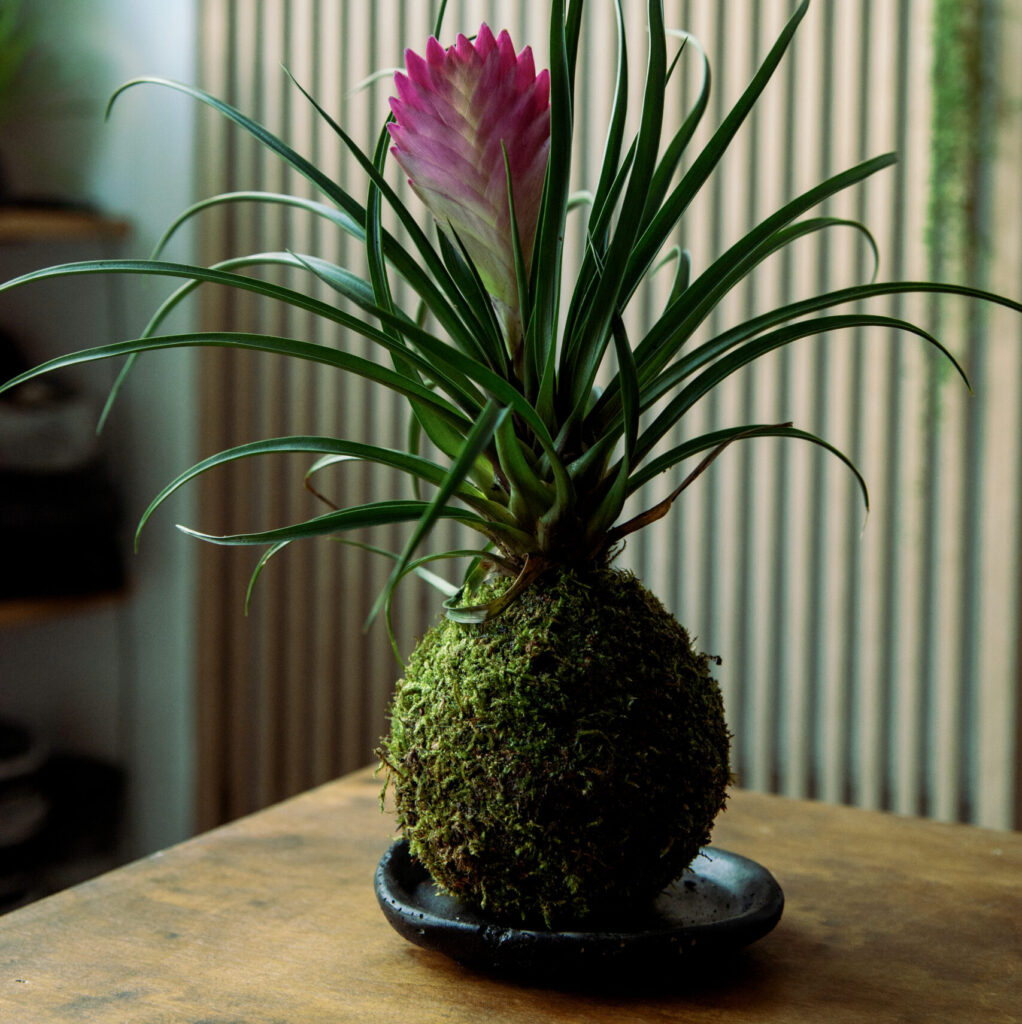 Kokedama jako dekoracja wnętrza