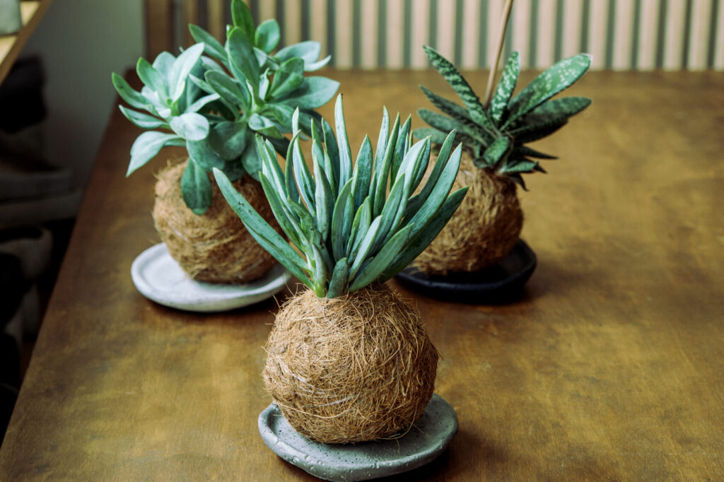 Kokedamy eksponowane na ręcznie zrobionych betonowych podstawkach