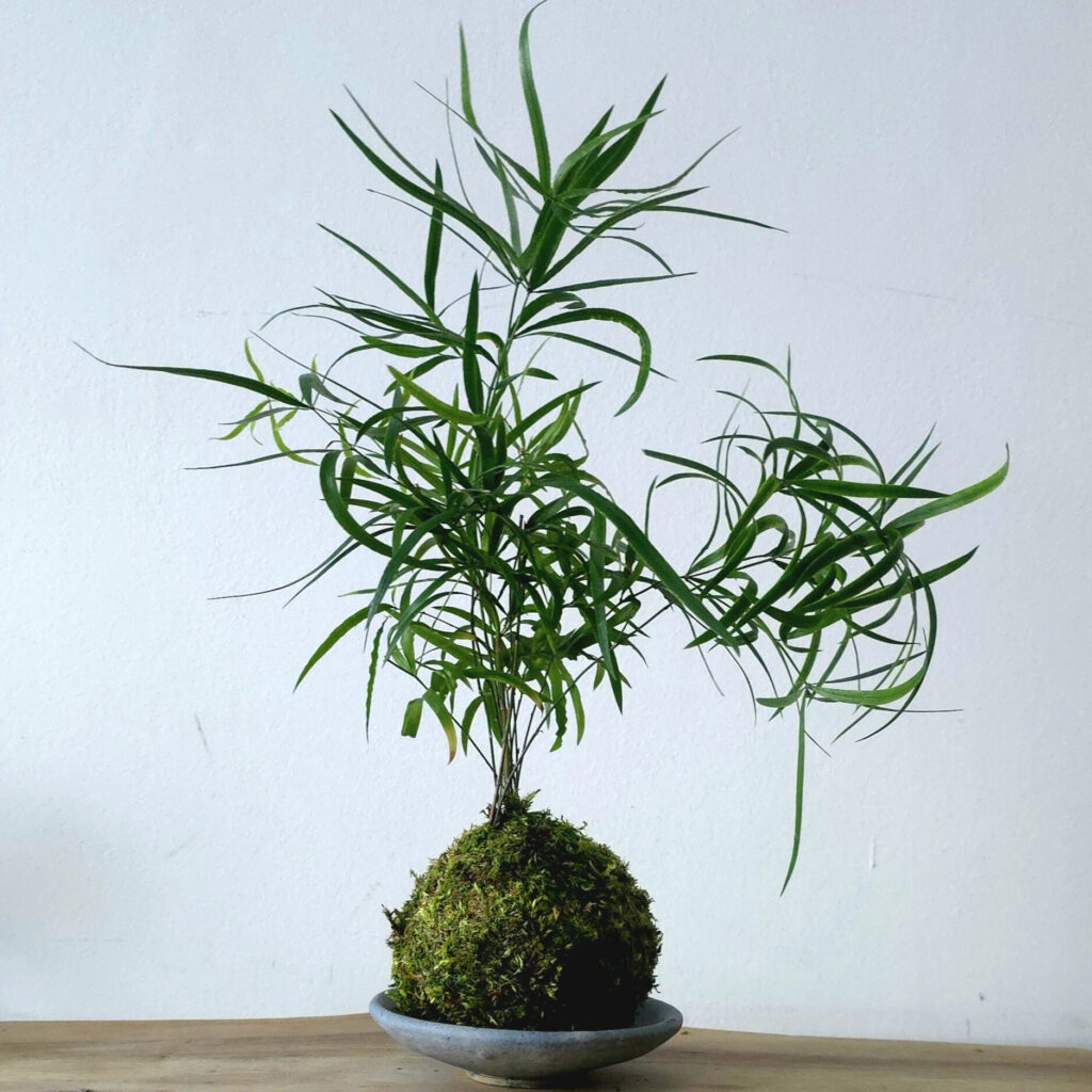 Kokedama - japoński akcent w przestrzeni firmowej