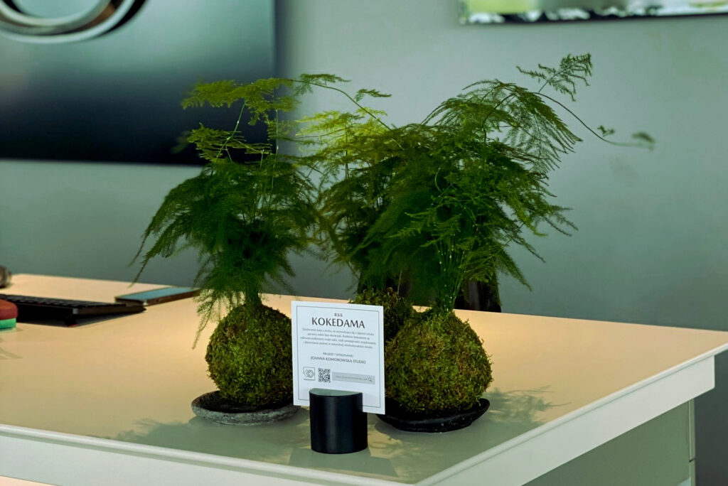 Kokedama jako dekoracja biura