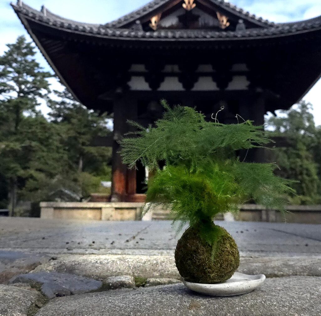 Kokedama z asparagusem - japońska sztuka roślinna