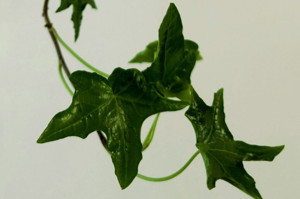 Bluszcz - idealny wybór do wiszącej kokedamy