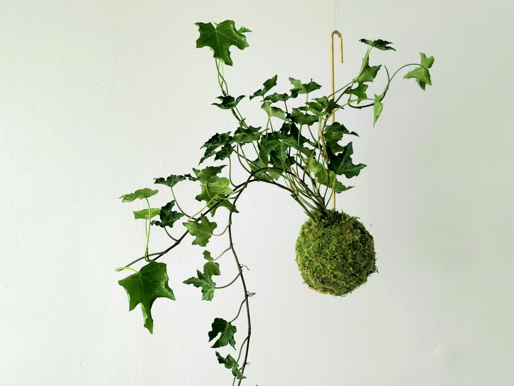 Warsztaty kokedamy w Warszawie – tworzenie wiszących ogrodów