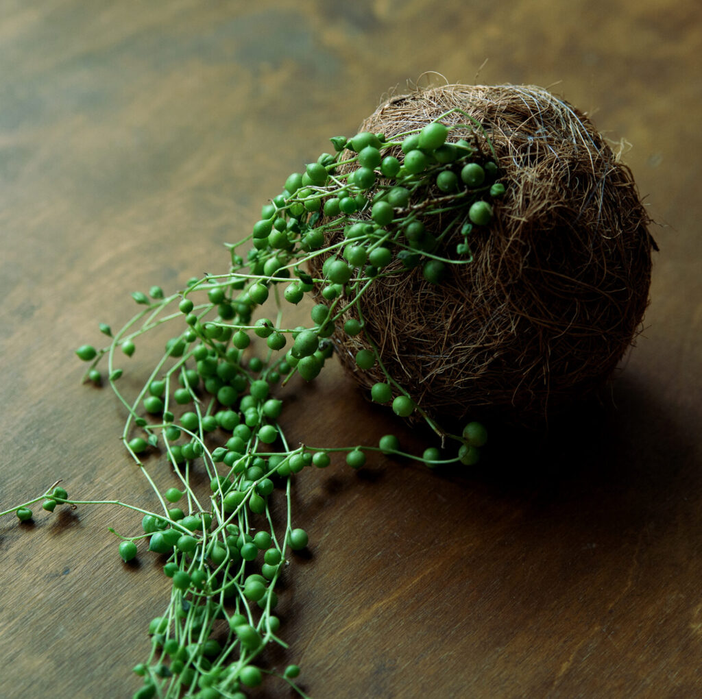 Kokedama z sukulentem na zamówienie