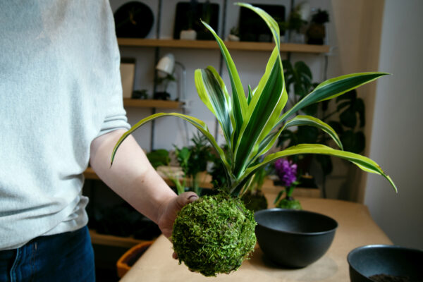 Kokedama zrobiona na warsztatach