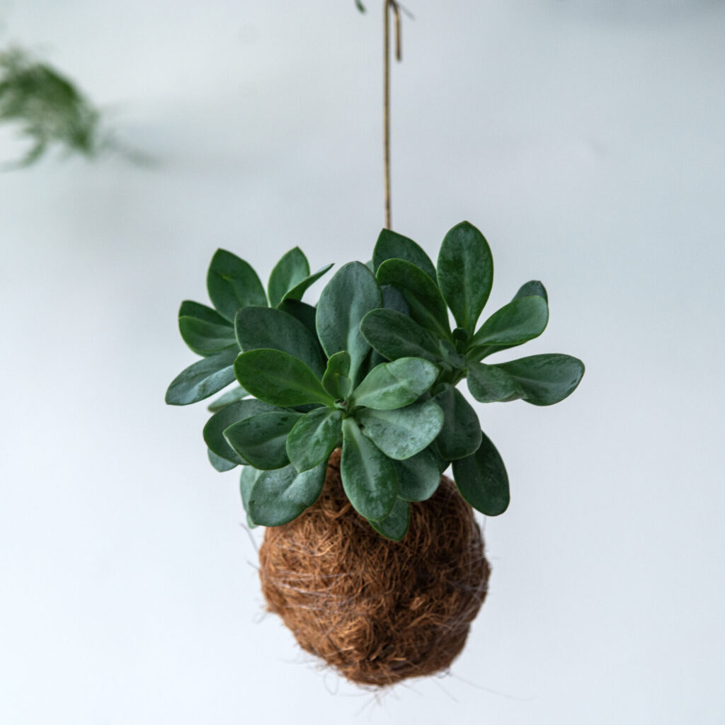 Wisząca kokedama z sukulentem - sposoby ekspozycji kokedamy