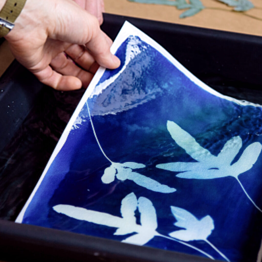 Cyjanotypia - warsztaty dla firm - wywoływania