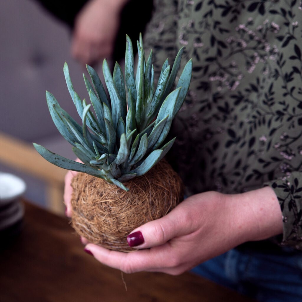 Kokedama - warsztaty roślinne dla firm