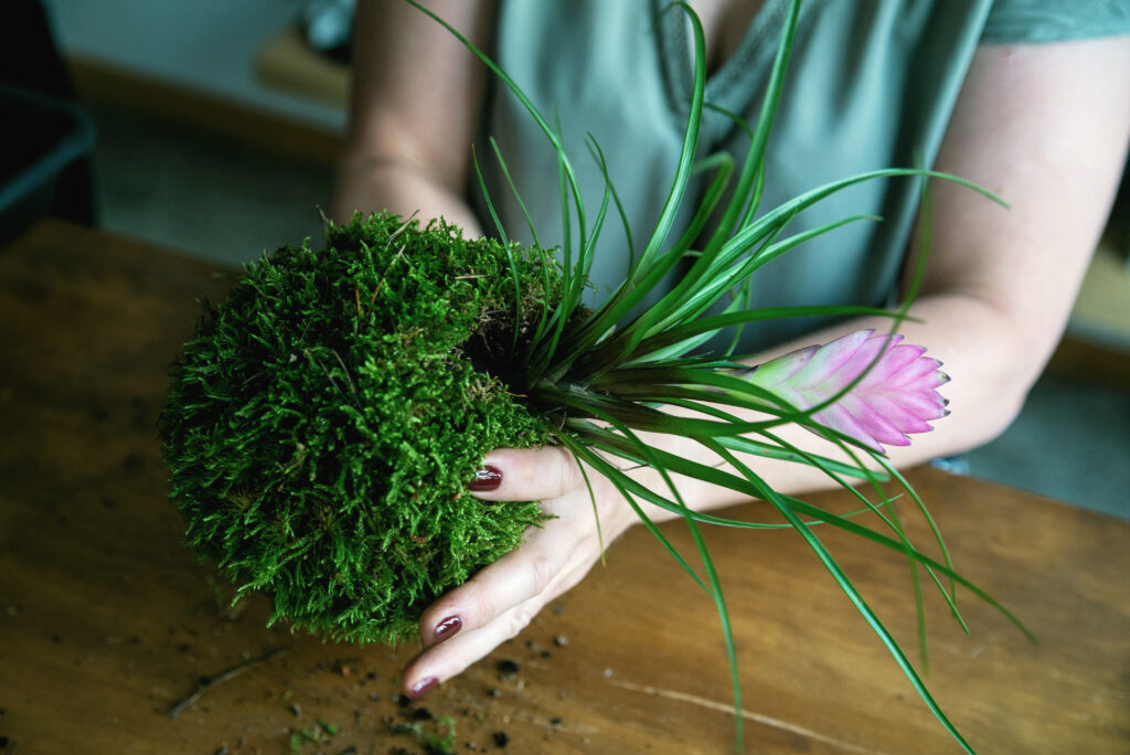 Formowanie kul z mchu na warsztatach kokedama