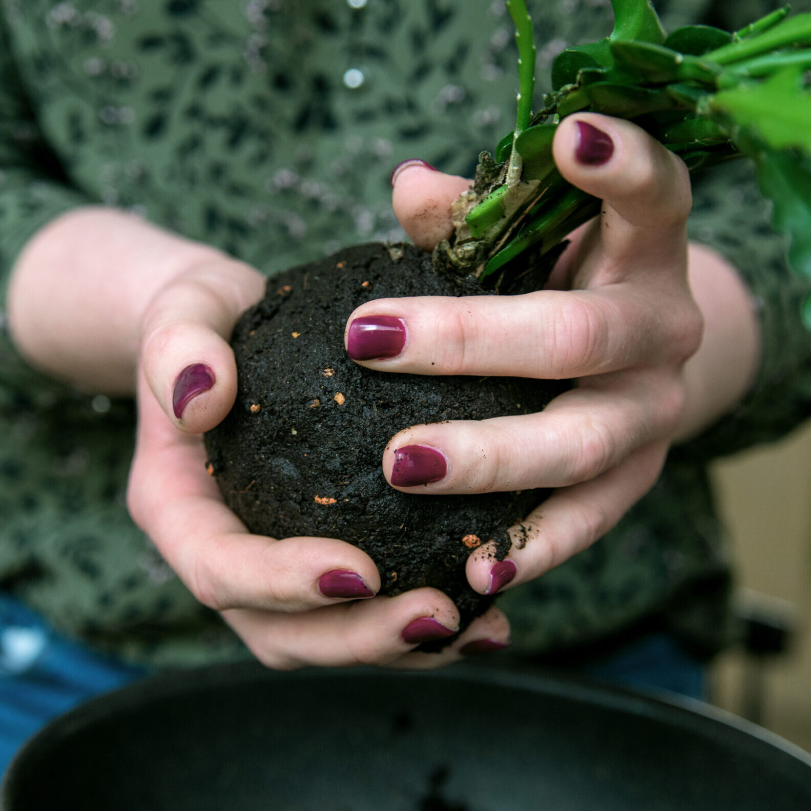 Warsztaty kokedamy w Warszawie - tworzenie kompozycji