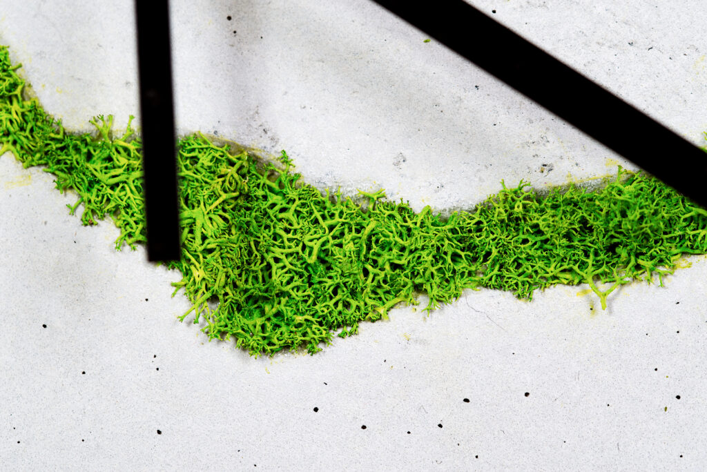 Chrobotek reniferowy – naturalny porost wykorzystywany w dekoracjach