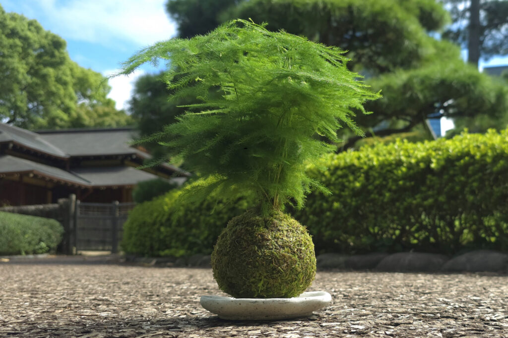 Japońskie kompozycje roślinne - warsztaty kokedama