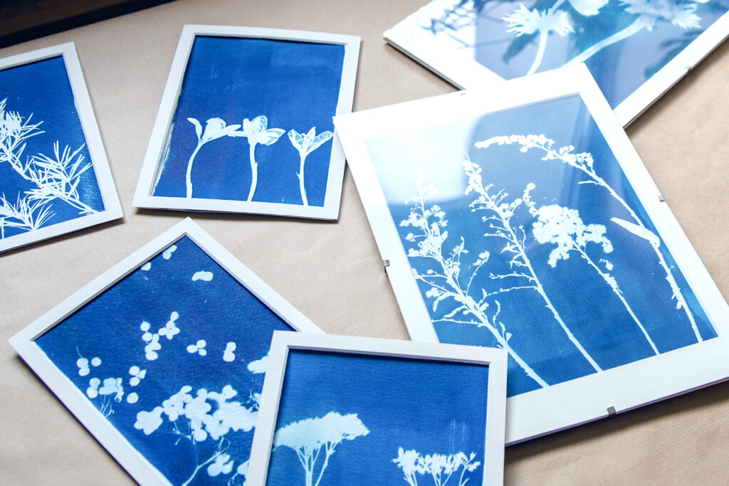 roślinne wzory na papierze – efekt warsztatów cyjanotypii