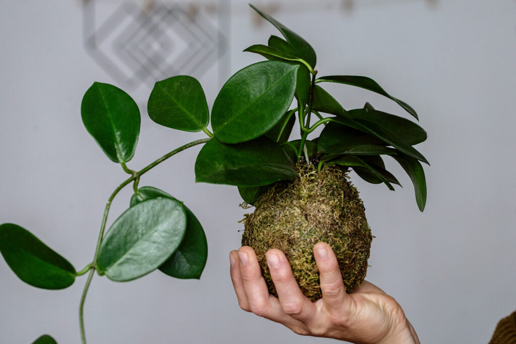 Kokedama - japońska sztuka roślinna w nowoczesnej odsłonie