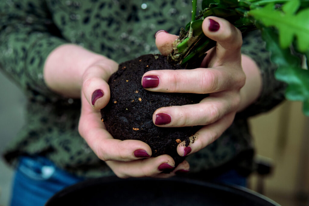 Kokedama - japońska sztuka roślinna - proces tworzenia