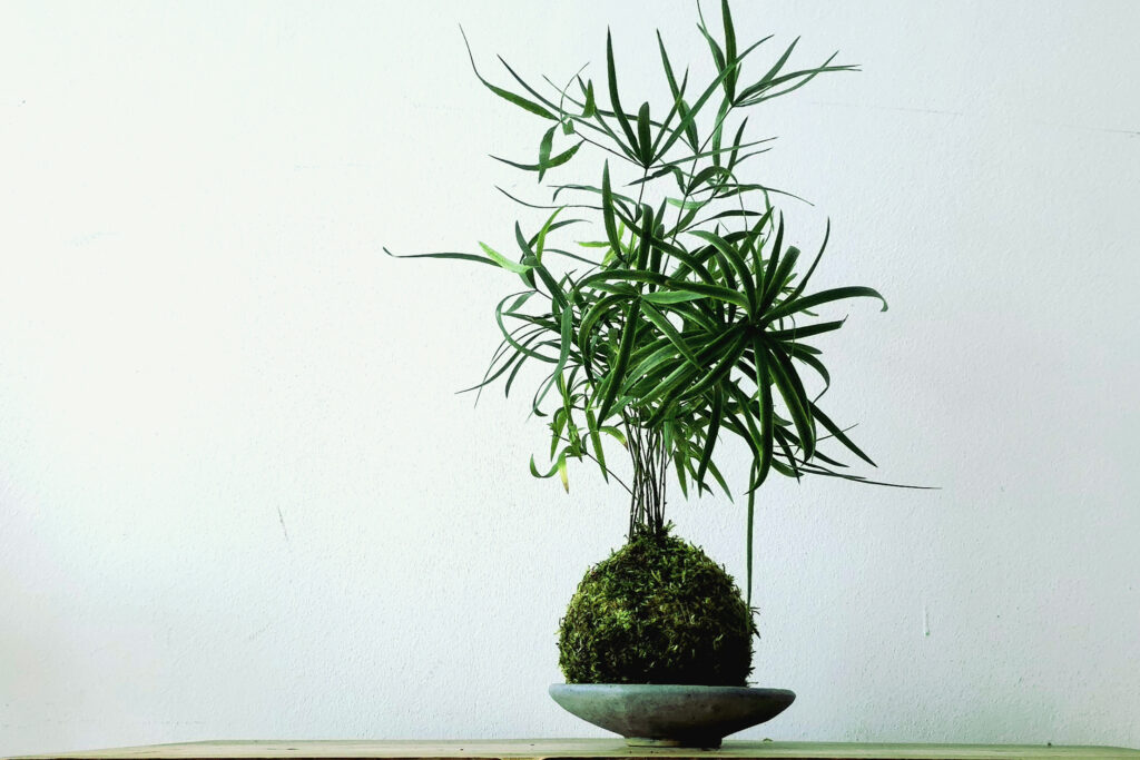 Kokedama jako elegancka dekoracja