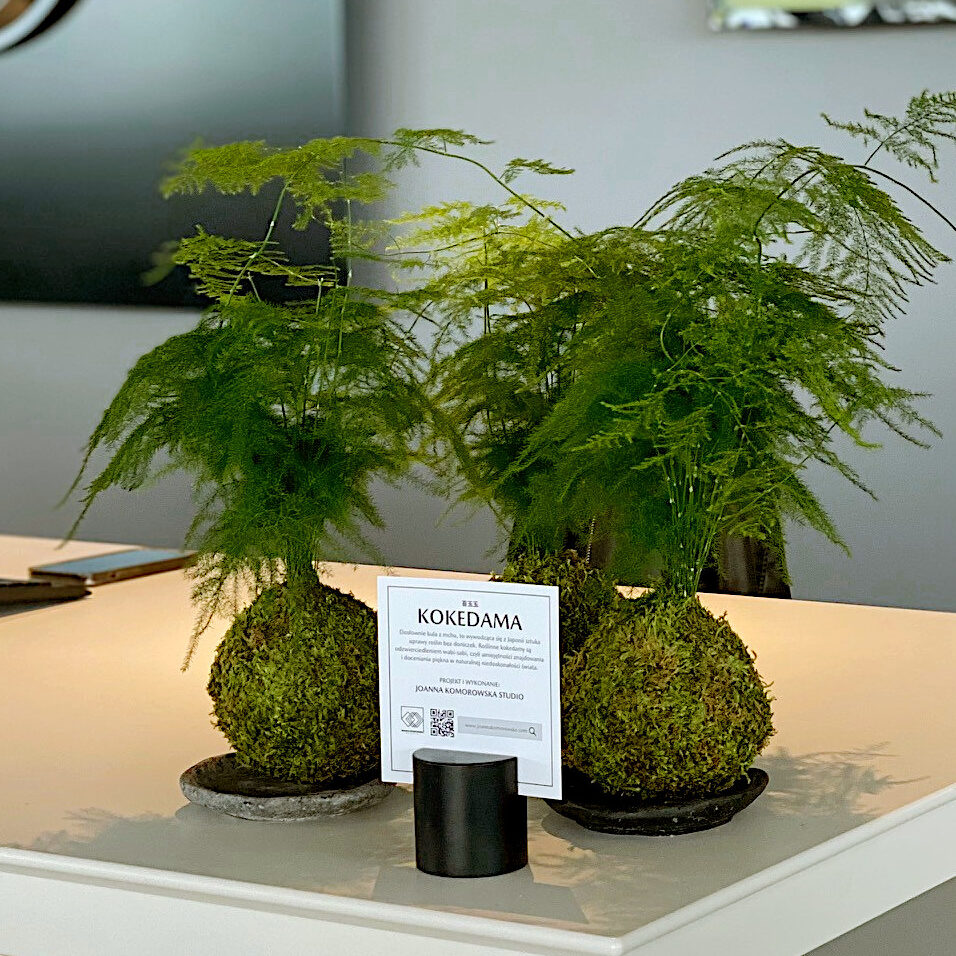 Kokedama jako dekoracja w przestrzeni firmowej