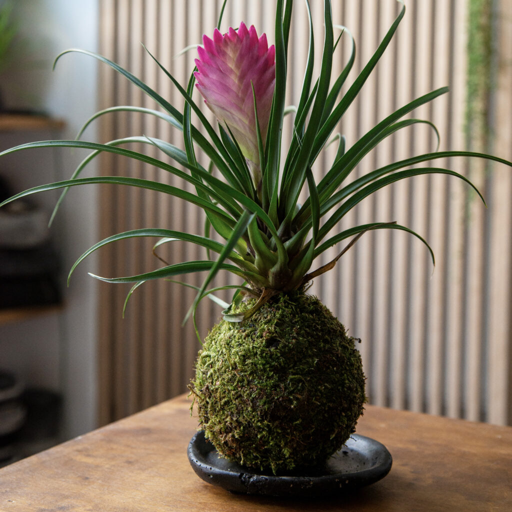 Kokedama z oplątwą - japońska sztuka roślinna