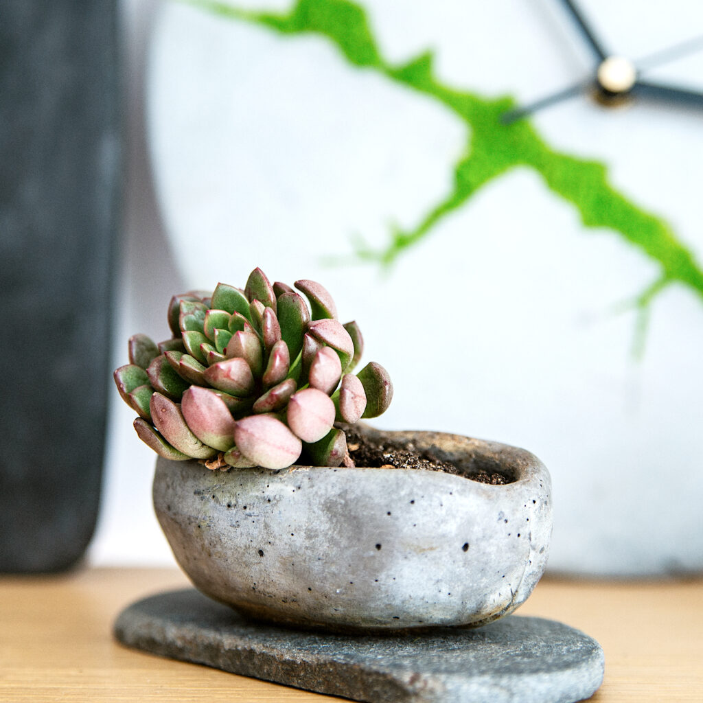 Minimalistyczna kompozycja roślinna z sukulentem - kusamono