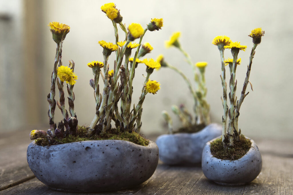 Kompozycja roślinna kusamono z podbiałami, w betonowym naczyniu