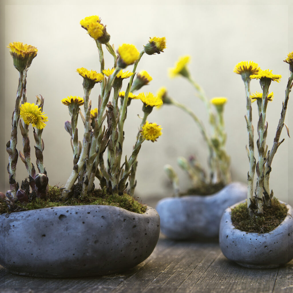 Japońska kompozycja z sezonowymi roślinami w ręcznie zrobionym, betonowym naczyniu