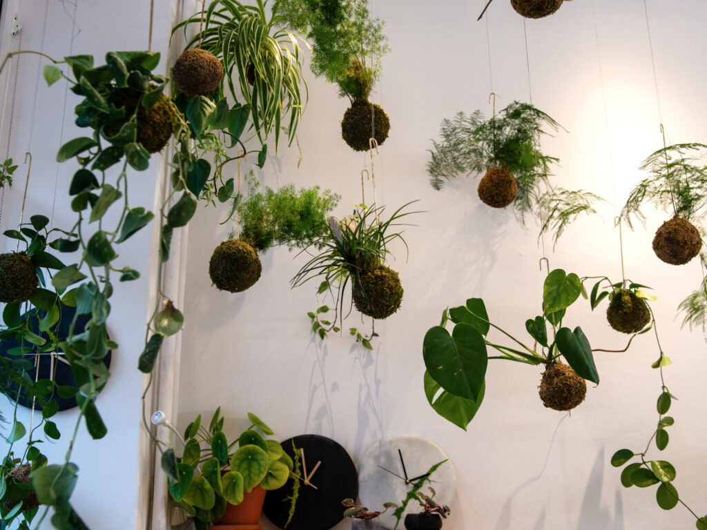 Rośliny do kokedamy i kusamono – monstera, asparagus, bluszcz