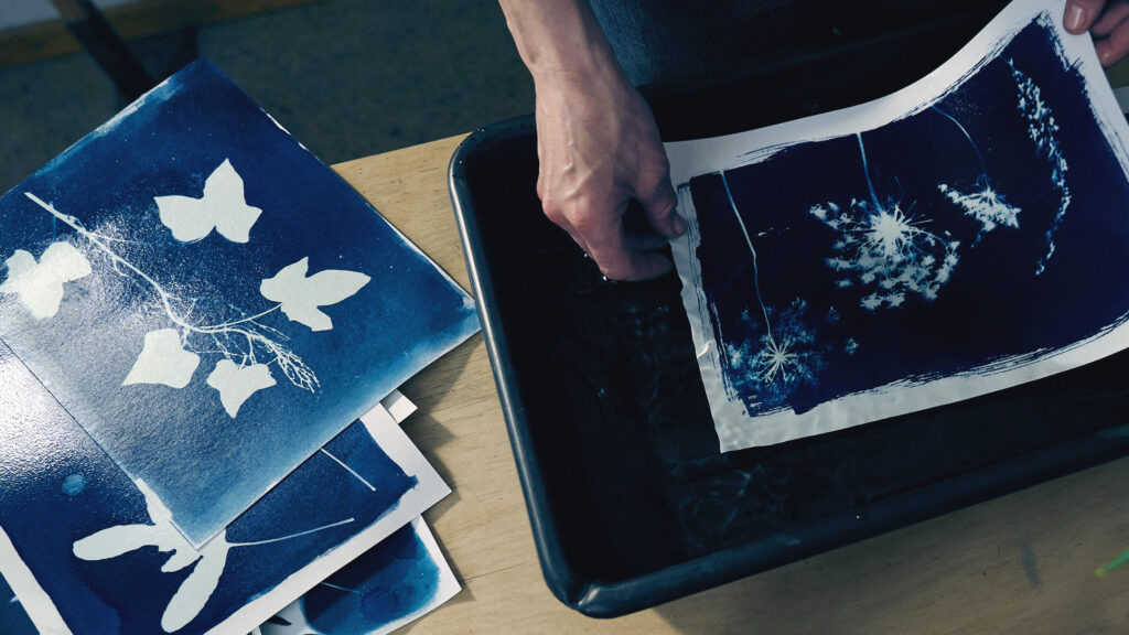 Niebieskie odbitki roślinne – warsztaty cyjanotypii