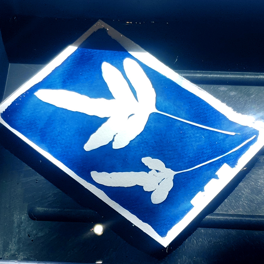 Wywoływanie odbitki podczas warsztatów cyjanotypii w Warszawie