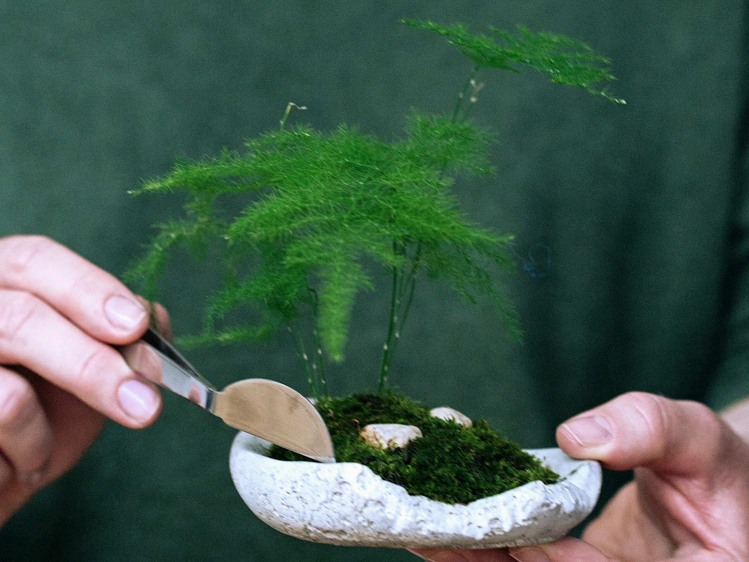 Zbliżenie na miniaturową roślinę sadzoną w betonowym naczyniu