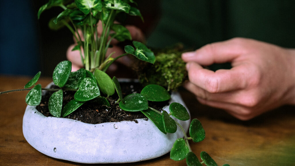 Warsztaty kusamono - mech jako dopełnienie kompozycji