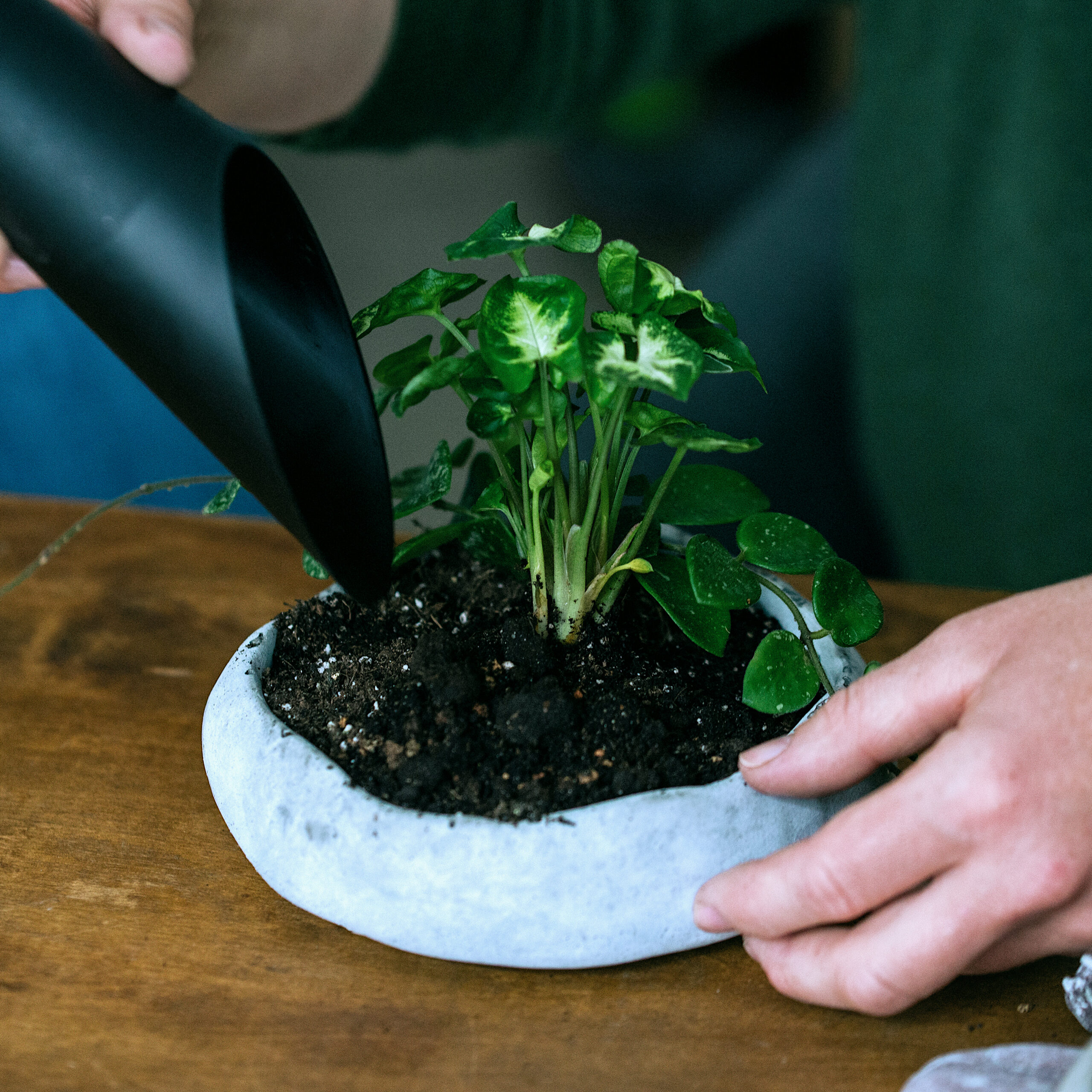 Sadzenie roślin w trakcie warsztatów kusamono w Warszawie