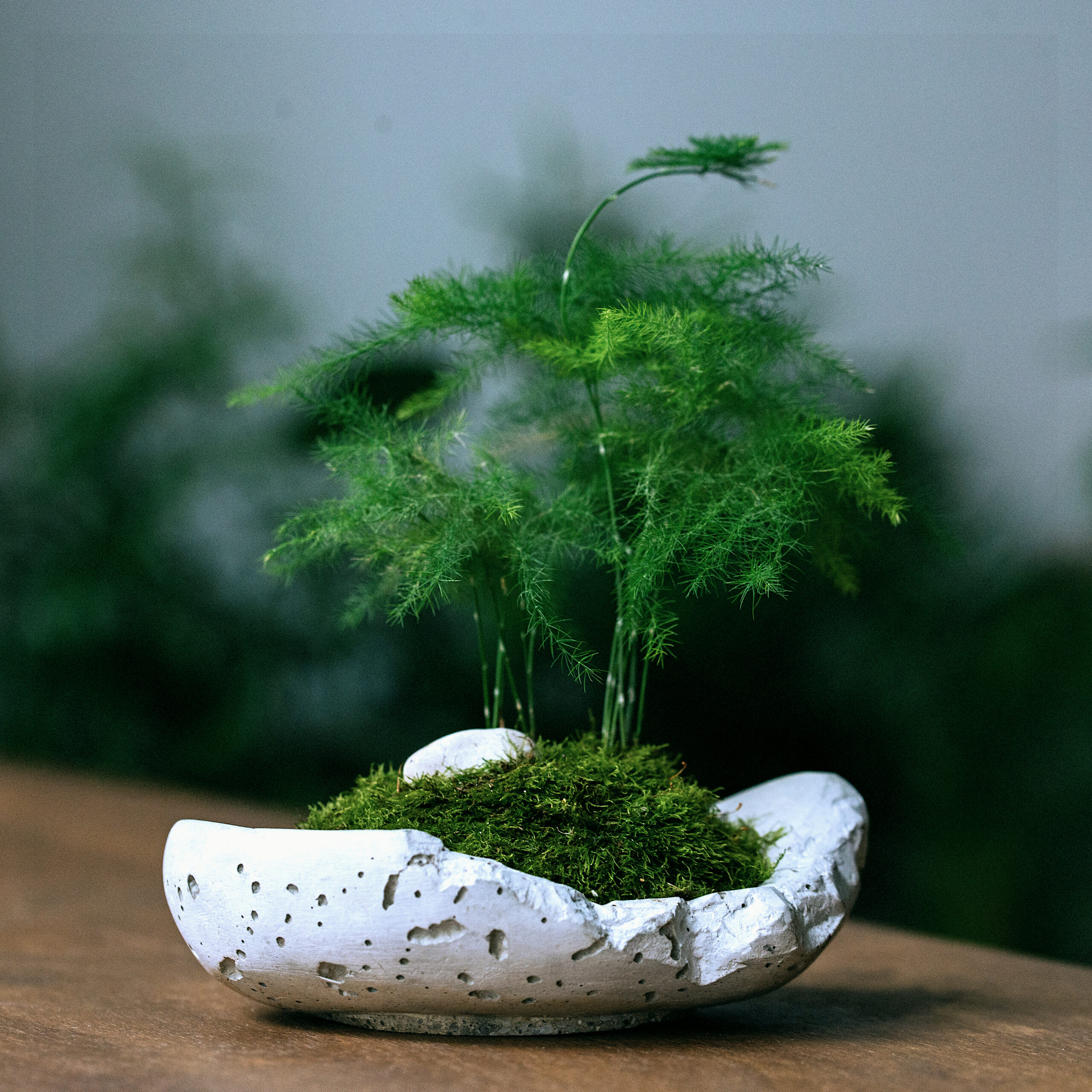 Kompozycja kusamono - liczy się dobór roślin, naczynia, proporcje...