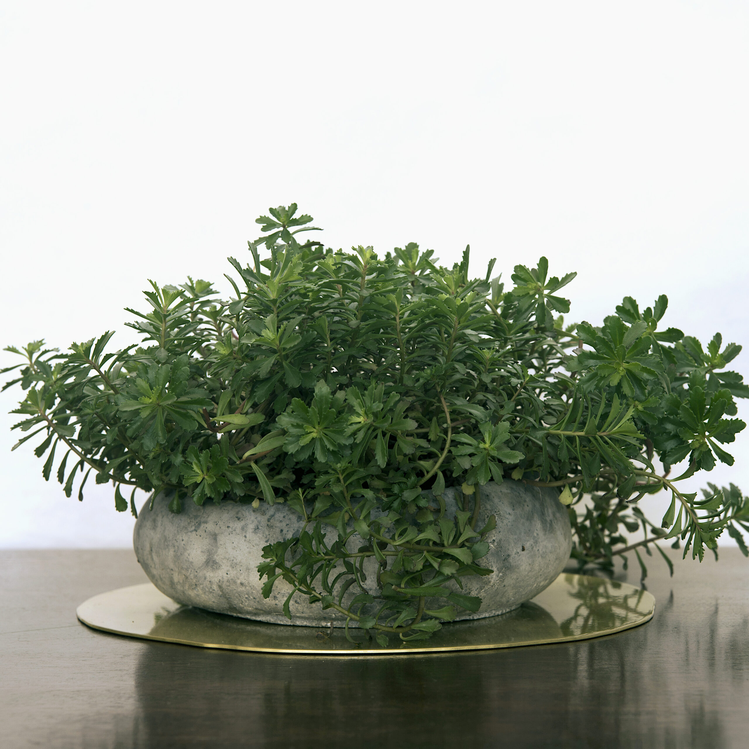 Kusamono z rozchodnikiem w betonowym naczyniu wyeksponowane na mosiężnej podstawce