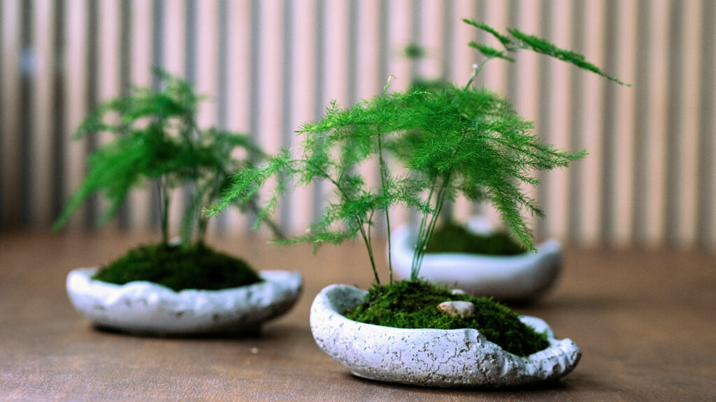 Kusamono - miniaturowe aranżacje roślinne w betonowych naczyniach
