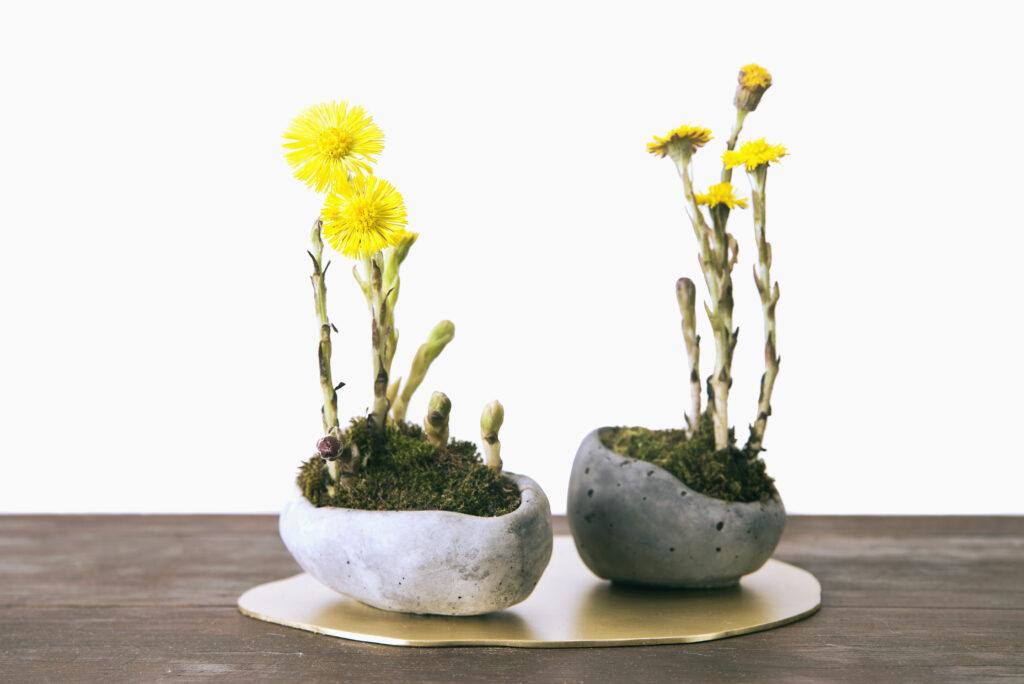 Kusamono z roślinami sezonowymi - podbiałami