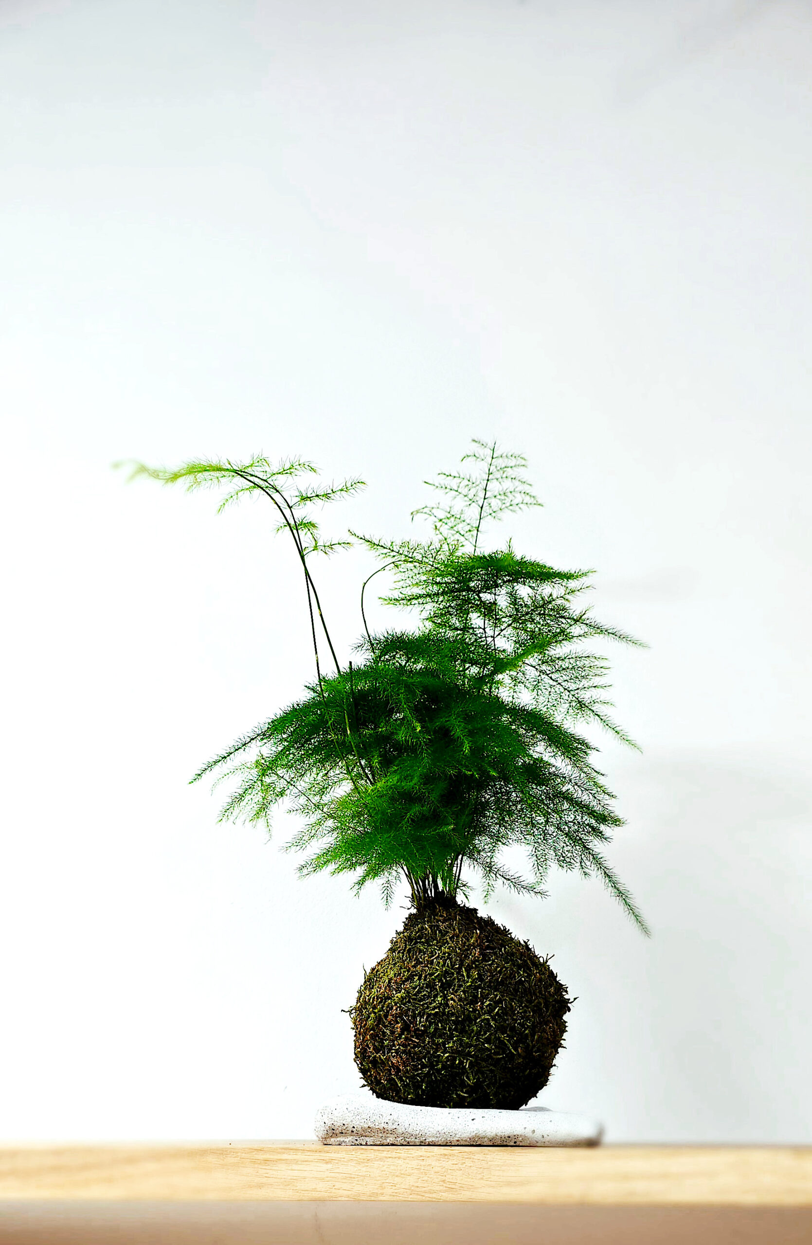 dekoracja japońskim stylu - kokedama z asparagusem