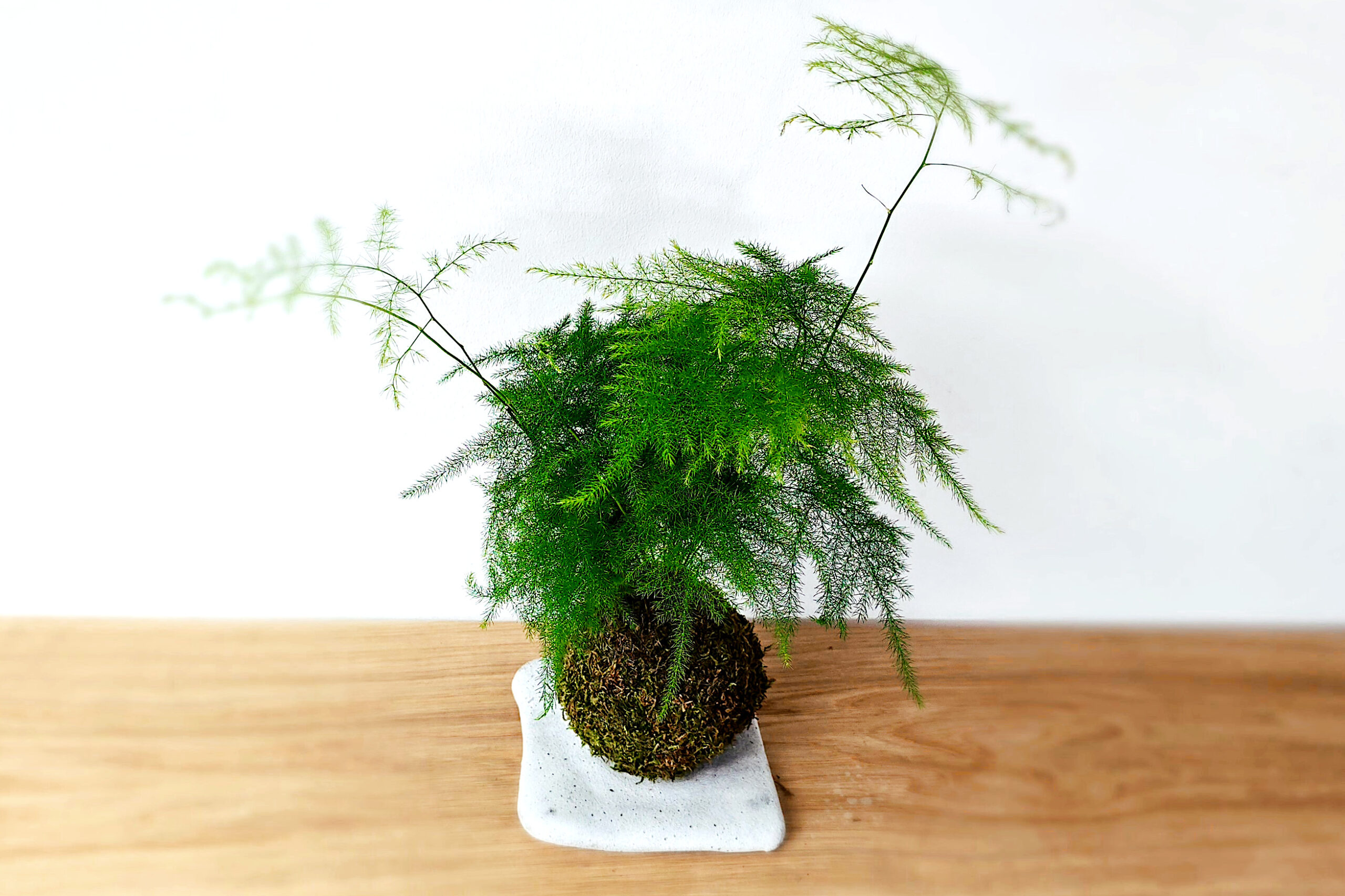 Japońska sztuka roślinna kokedama