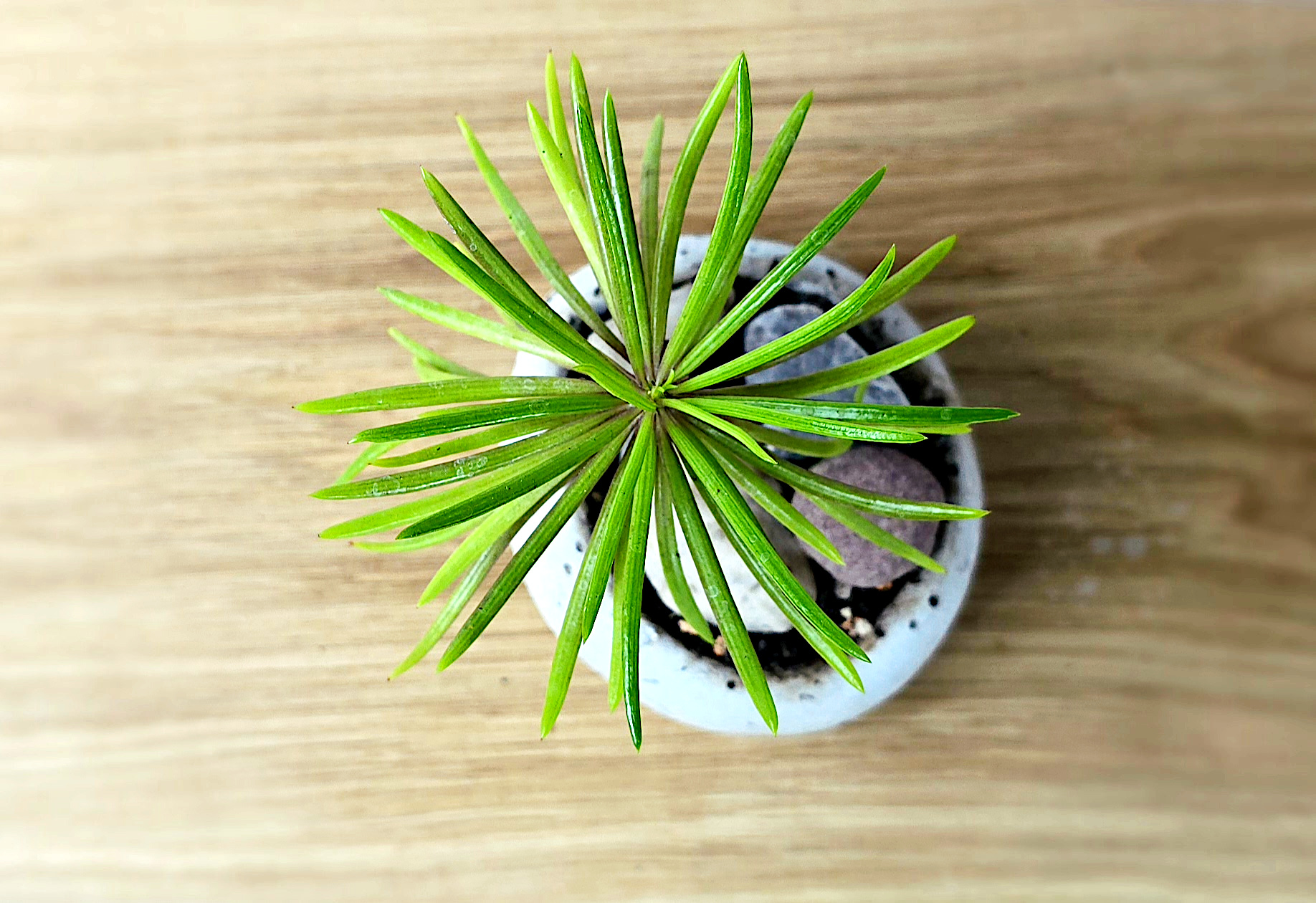 Kusamono ze starcem himalajskim w betonowej doniczce - obrazek 4