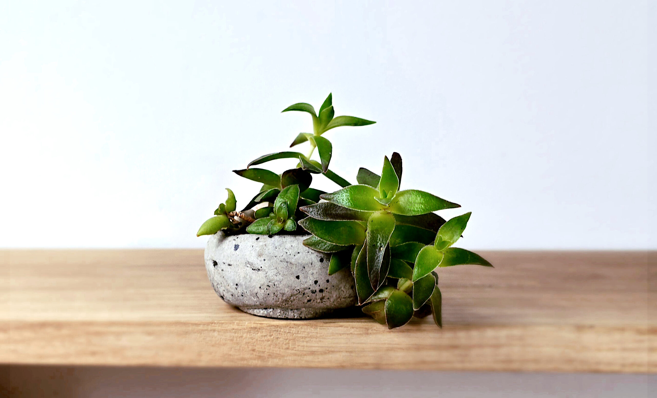 japońska dekoracja roślinna kusamono