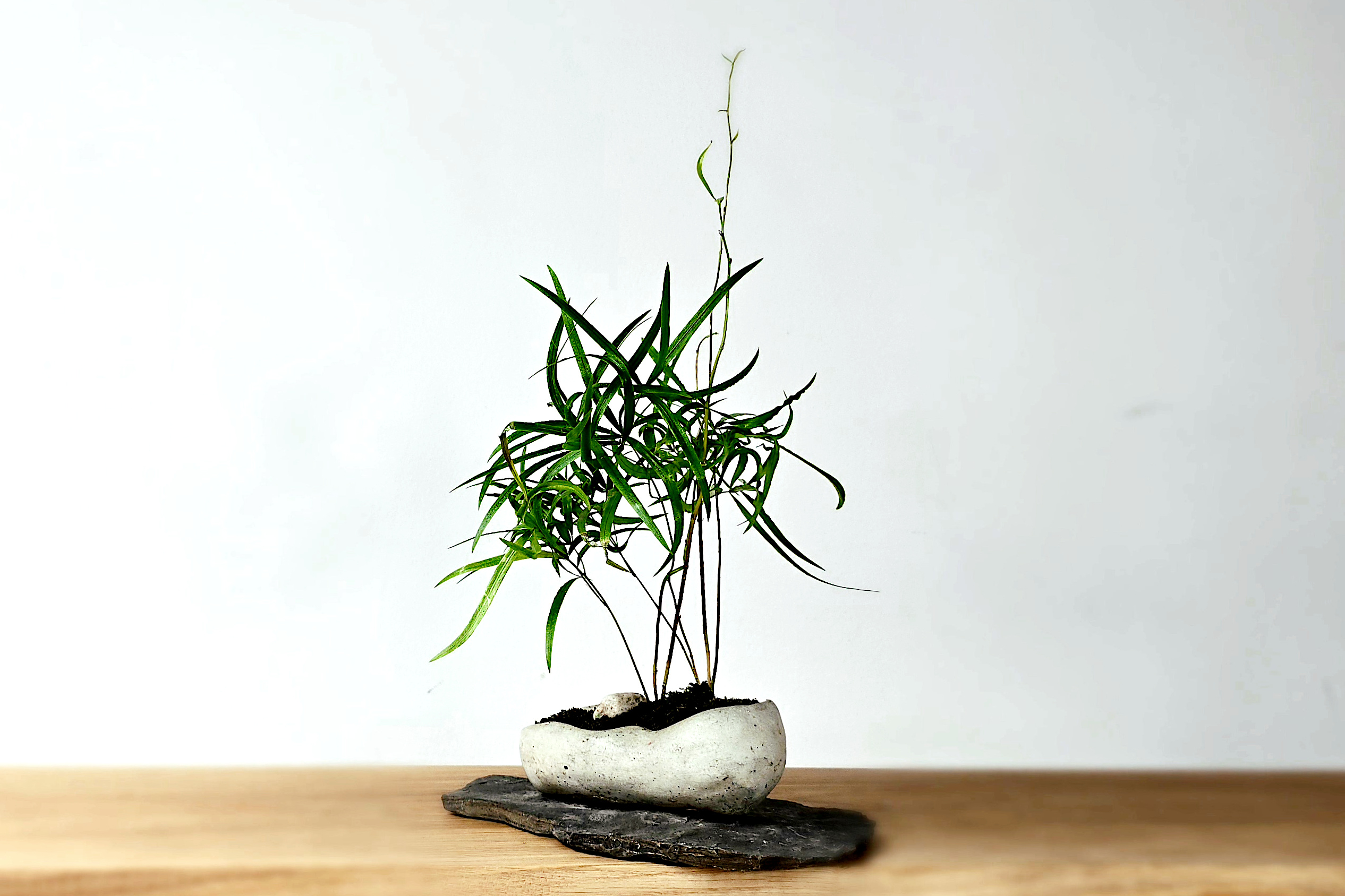 kusamono japońska sztuka roślinna