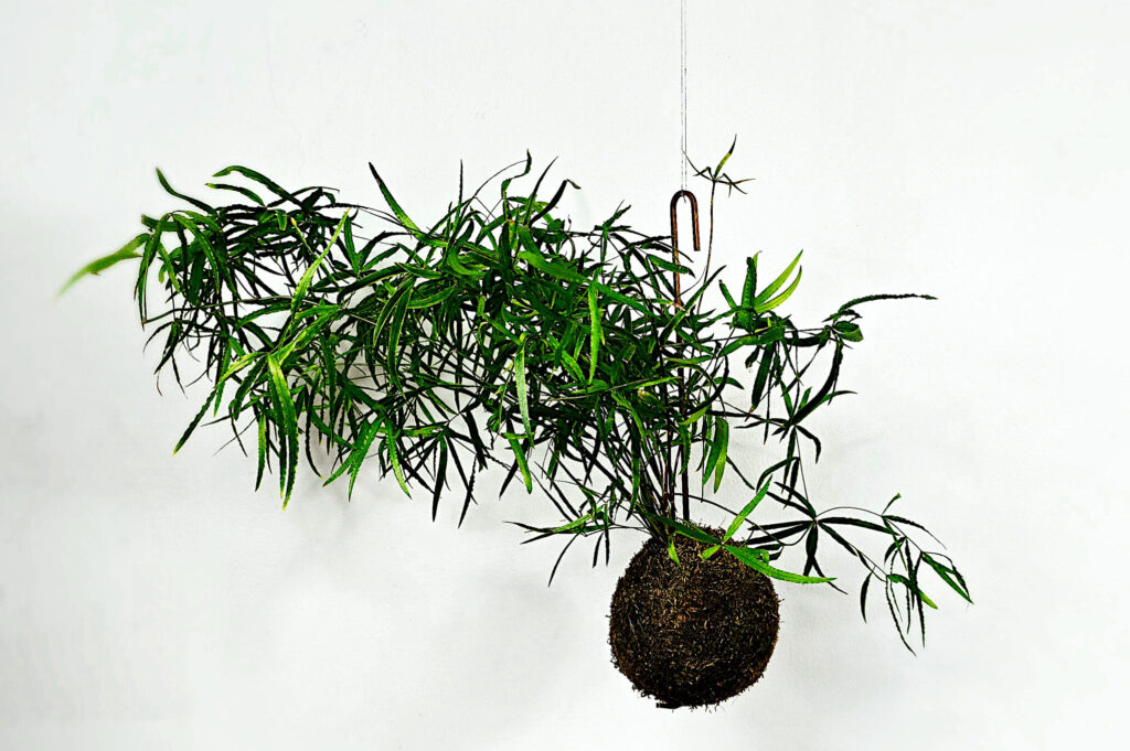 wisząca kokedama z asparagusem