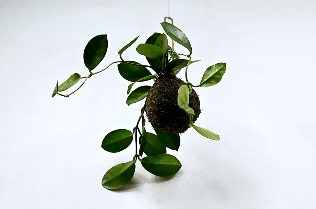 kokedama z hoją wisząca dekoracja do wnętrza